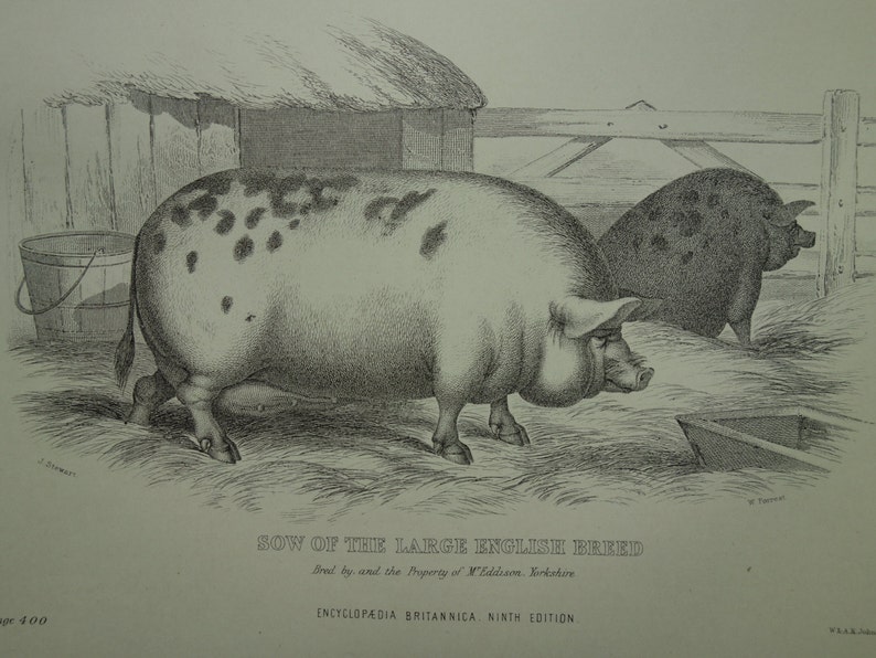 PIGS old print about Romney Marsh Breed Ewe 1875 antique fauna pictures of sheep wool and pig sow English farm animals illustration 8x11/'/'