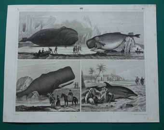 WHALES old print Original 1849 antique illustration of sperm and bowhead whale Vintage pictures prints 9x12 inch