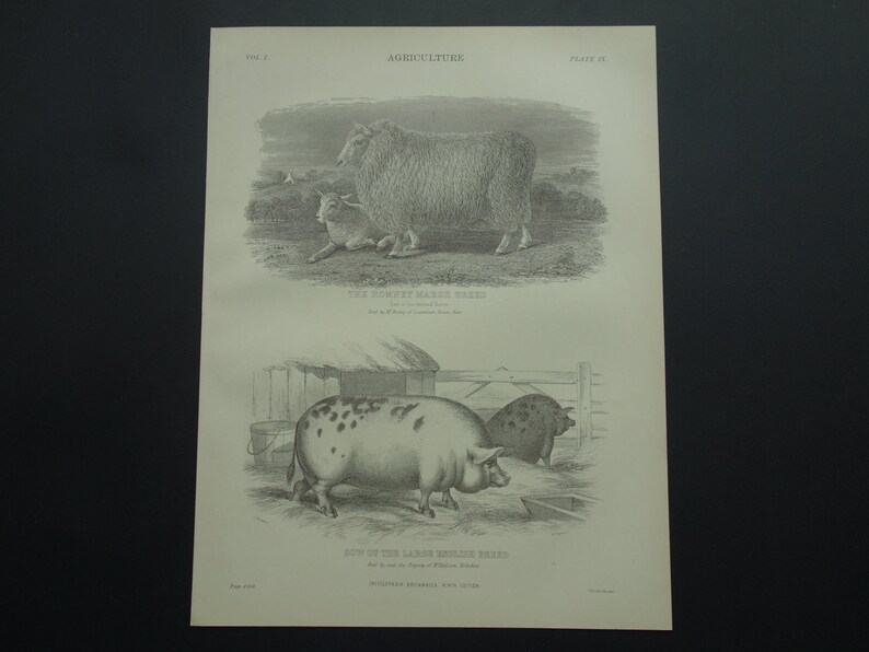 PIGS old print about Romney Marsh Breed Ewe 1875 antique fauna pictures of sheep wool and pig sow English farm animals illustration 8x11/'/'