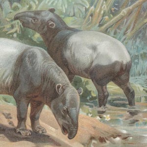 Puede incluir: Ilustración de tres tapires en un entorno natural. Dos tapires con cuerpos grises y blancos y patas oscuras están en primer plano. Un tercer tapir es parcialmente visible en el fondo. La escena incluye follaje y agua.