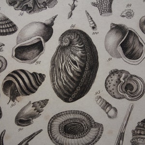 Può includere: Un'illustrazione in bianco e nero di varie conchiglie, tra cui una conchiglia a spirale, una conchiglia di vongola e una conchiglia conica. L'illustrazione è numerata.