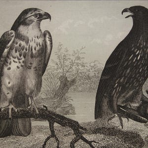 Stampa di uccelli di oltre 175 anni, poster antico originale, immagini vintage di rapaci, falchi, gheppio comune, falco lodolaio eurasiatico, falchi