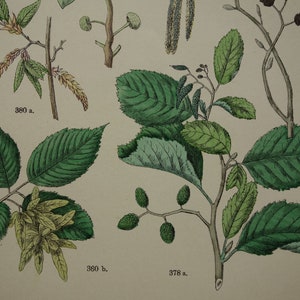 Conjunto de duas gravuras botânicas antigas originais de 1884, coloridas à mão, olmo, bétula, faia, castanheiro, carvalho