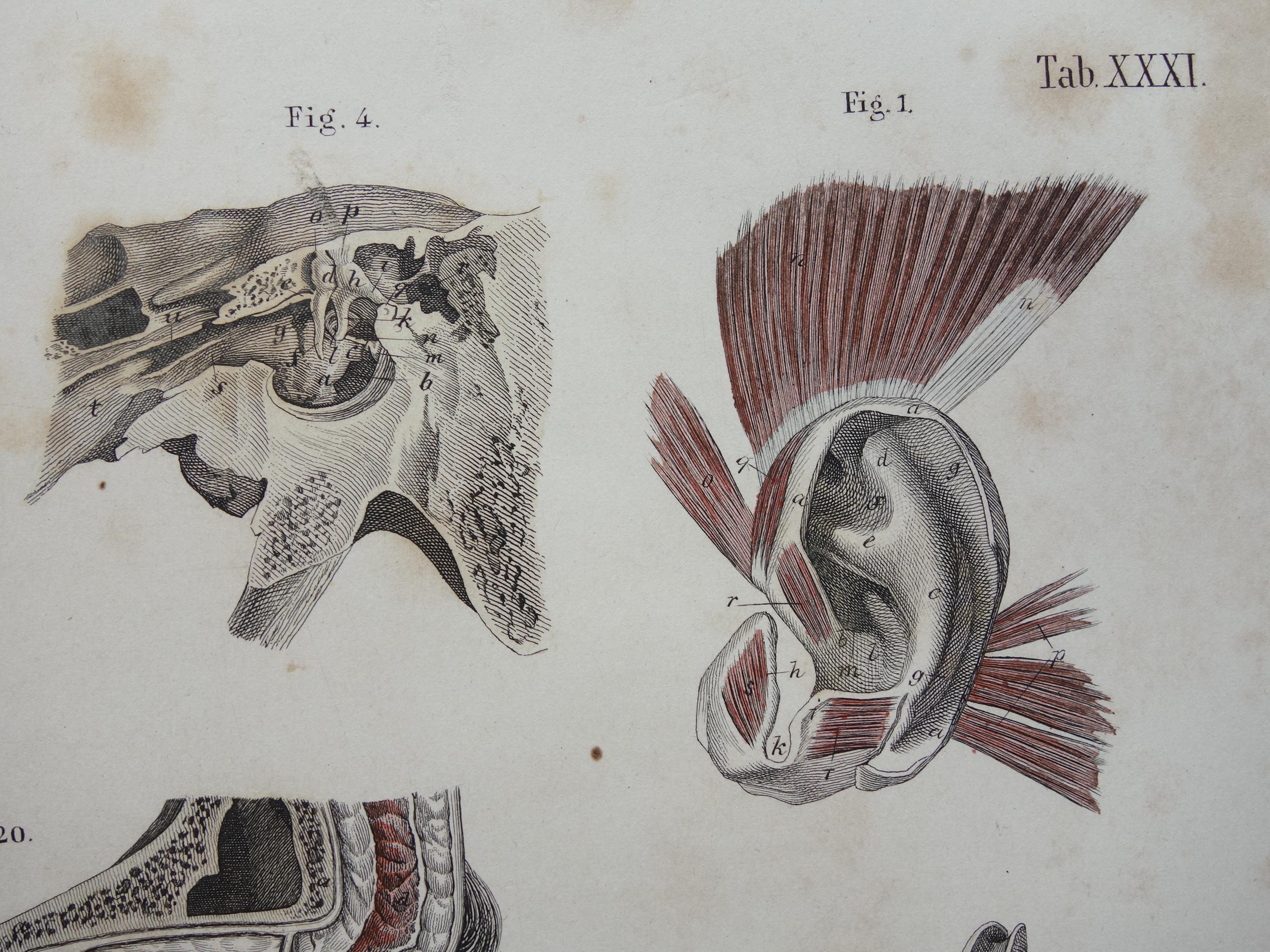 Old Anatomy Print of Eyes and Ears 1871 Original Antique Engraving Eye ...