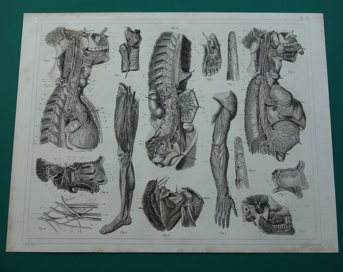 NERVOUS SYSTEM Antique Anatomy Print 1849 Original Old Anatomical ...