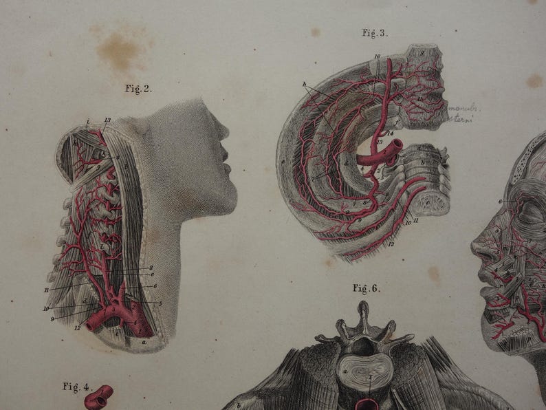 Old Anatomy Print of Blood Vessels in the Head Neck and Pelvis 1871 ...