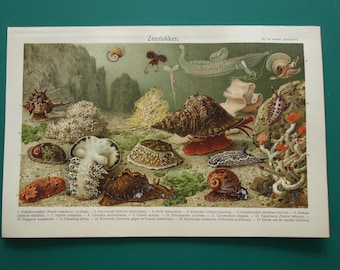 Gravure Ancienne Chromolithographie - Escargots Et Coquillages Marins - 1905