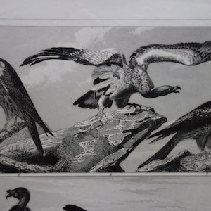 May include: Detailed black and white illustration of various birds of prey. The image features a falcon perched on a branch, a vulture with outstretched wings, and other birds. The artwork is a detailed engraving.