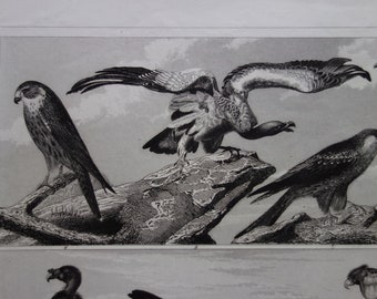 ワシントン州昼行性猛禽類フィールドガイド アートプリント / タカ