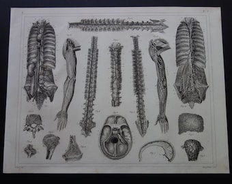 1871 年アンティーク医療彫刻、人間の背骨、脊椎の構造、人間の骨格