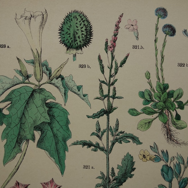 Oude botanische print van tabaksplanten 1884 originele antieke plantkunde illustratie Jimsonweed Verbena Vervain vintage handgekleurde prints