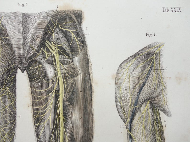 Old Anatomy Print Set of Nerves in Arms and Legs 1871 Original Antique ...