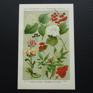 May include: A vintage botanical print displaying detailed illustrations of various flowering plants and berries. The print features a variety of plant species with white, red, and yellow flowers, green leaves, and red berries, set against a pale green background.