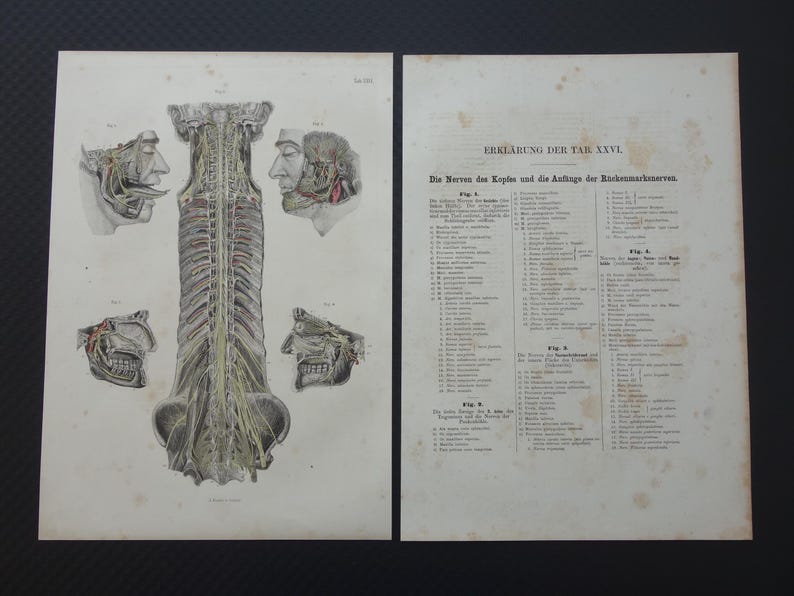 Old Anatomy Print Nerves in Head Spinal Cord 1871 Original Antique ...