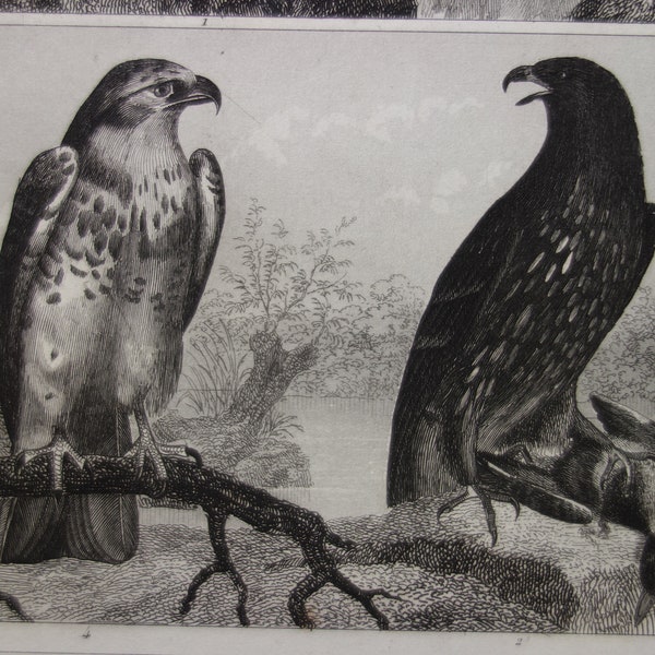 170+ jaar oude vogel print originele antieke poster vintage foto's van roofvogels haviken havik torenvalk Euraziatische hobby valk valken