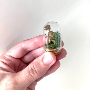 May include: A gold dinosaur figurine inside a clear glass jar with a cork stopper. The jar is filled with green moss.