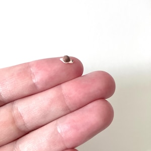 May include: A miniature snail figurine with a brown shell and a white body. The tiny snail has black eyes and is resting on a finger. The figurine is a handcrafted item.