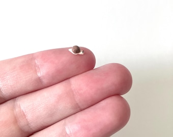 World's Tiniest Snail/Tiny snail/ Mini snail/ Micro mini snail/ Small snail/ Handmade