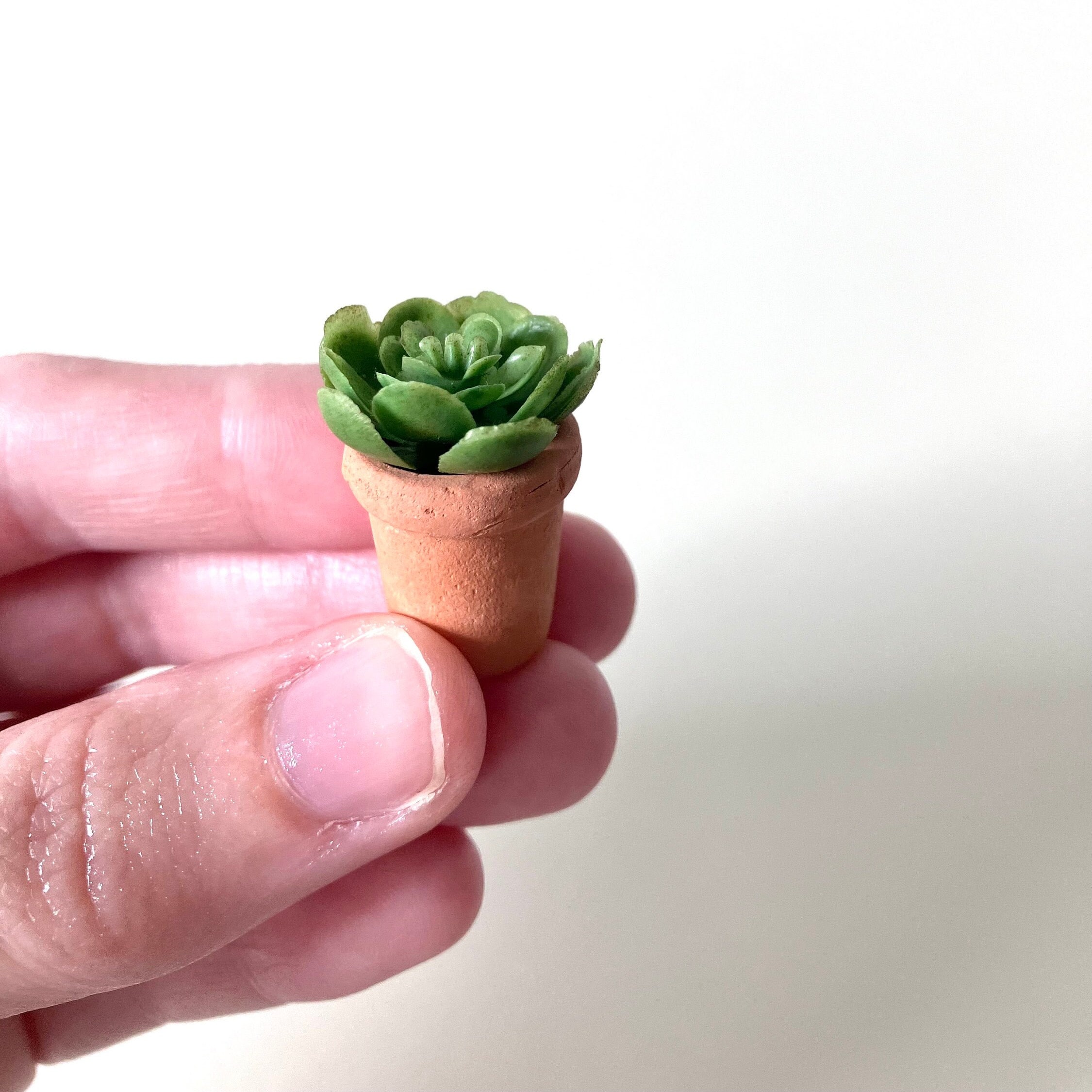 Faux Mini Succulents - Etsy