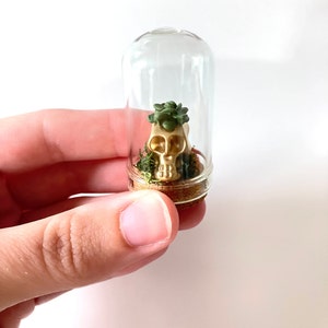 May include: A gold skull with a small green succulent plant growing on top, encased in a clear glass jar with a cork stopper.