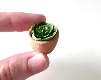 Miniature succulent in terracotta pot/ Tiny succulent/ Tiny faux succulent/ Mini plant/ Miniature/ Faux Succulent- not a real plant