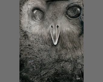 Zeus the Owl