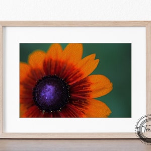 Black-eye Susan