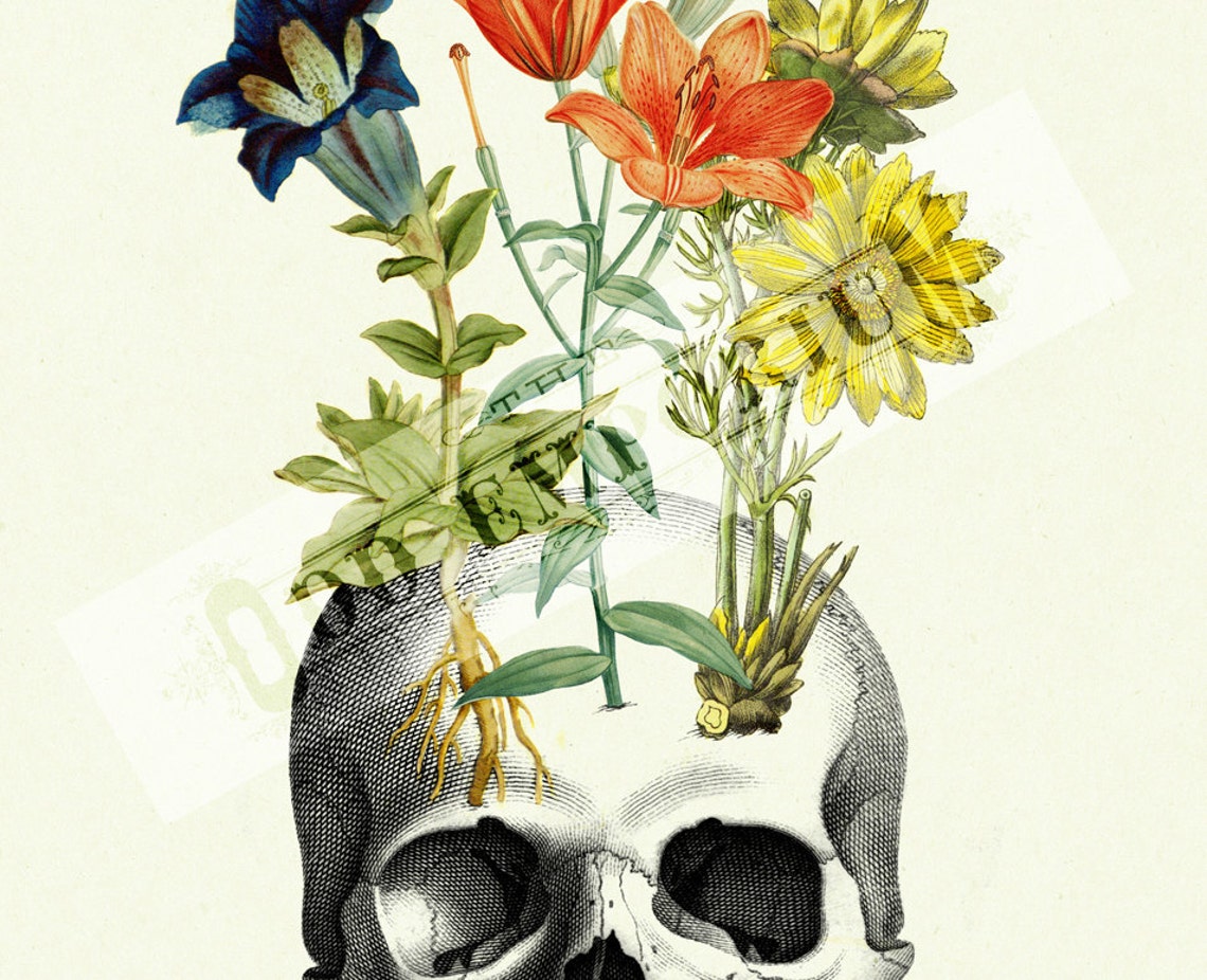 Flowers Grow on Human Skull Anatomy Morbid Botany Victorian Etsy