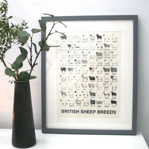 British sheep breeds print