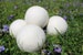 Dryer Balls - Organic Wool Dryer Balls - Wool Dryer Ball- Laundry Ball 