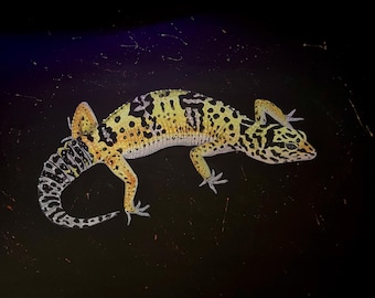 Leopard gecko blacklight painting