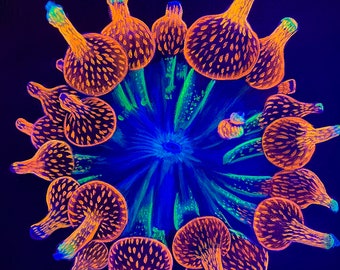 black light bubble tip coral painting
