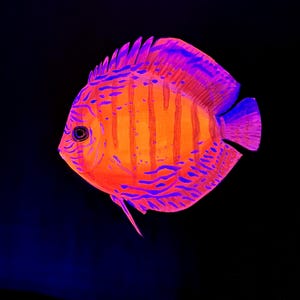 discus fish black light painting