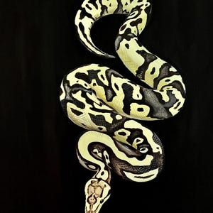 May include: A black and white snake with a yellow pattern is coiled on a black background.
