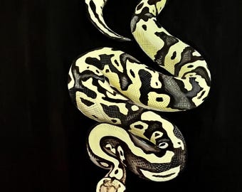 clown ball python painting