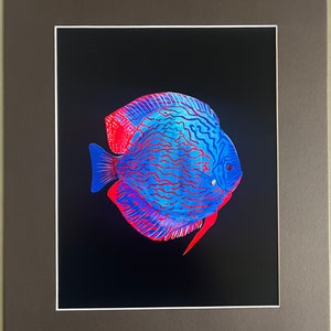 Discus fish art print