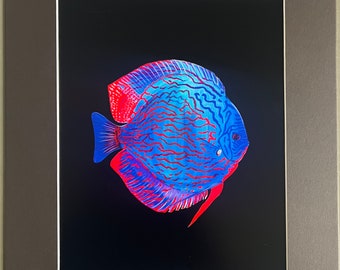 Discus fish art print