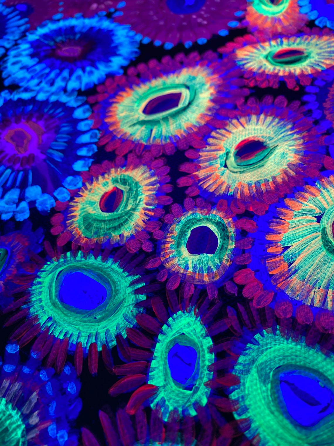 Zoanthid black light painting Etsy