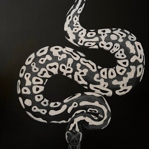 Ghost ball python artwork