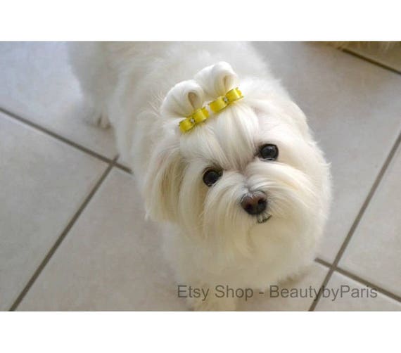 Extra Tiny Dog Bows 38 Country Stars Pigtails