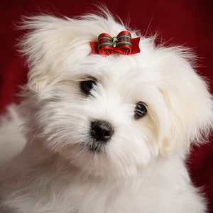 May include: A white Maltese puppy with a red bow on its head, looking directly at the camera. The puppy is sitting on a red background.