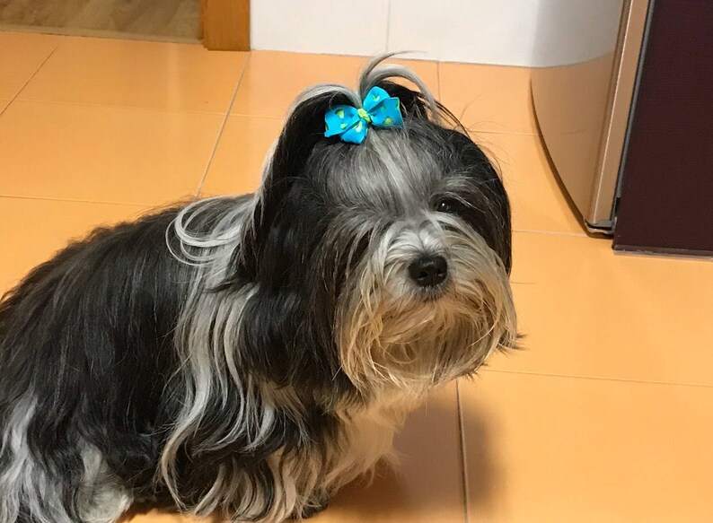Blue Bright Heart Dog Bow