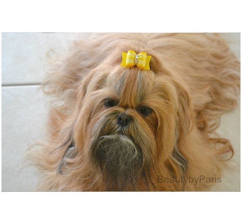 Yellow Infusion 78 Dog Bow