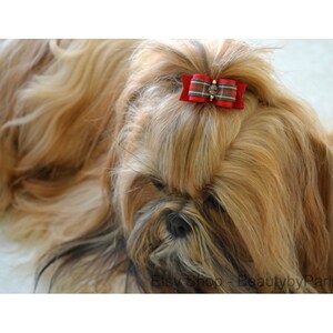 May include: A small, long-haired dog with a red and black plaid bow on its head. The dog has brown fur and a black nose.