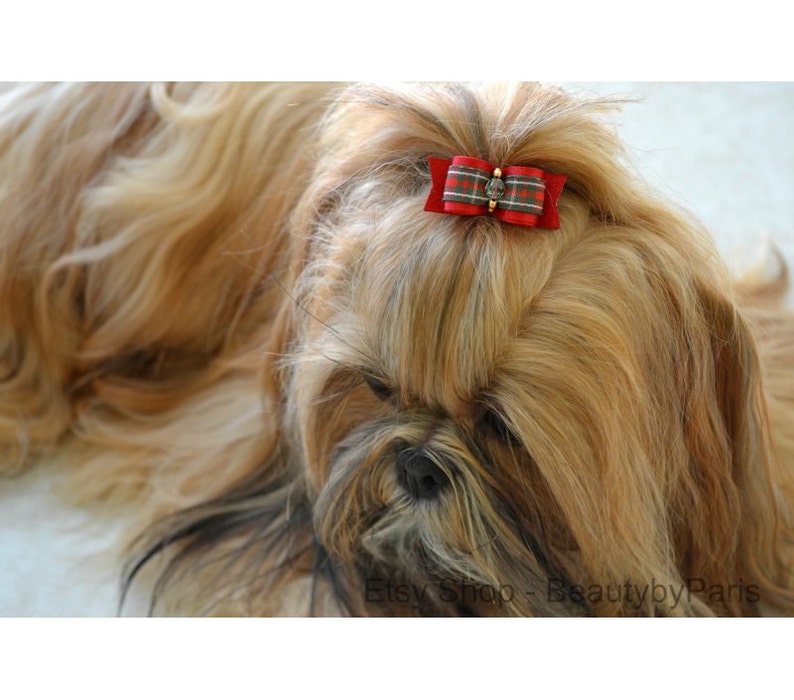 May include: A small, long-haired dog with a red and black plaid bow on its head. The dog has brown fur and a black nose.