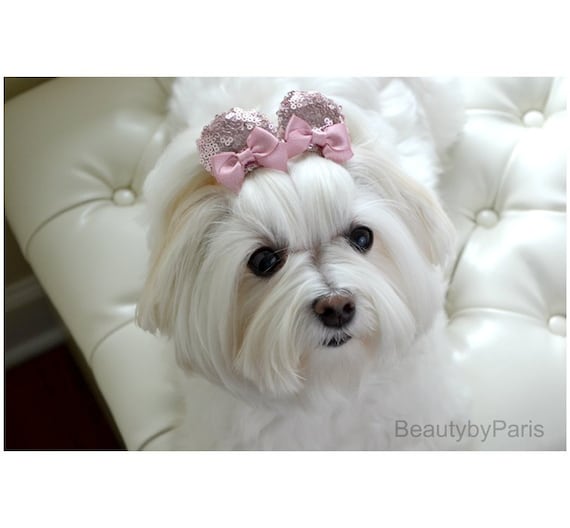dog bows for ears