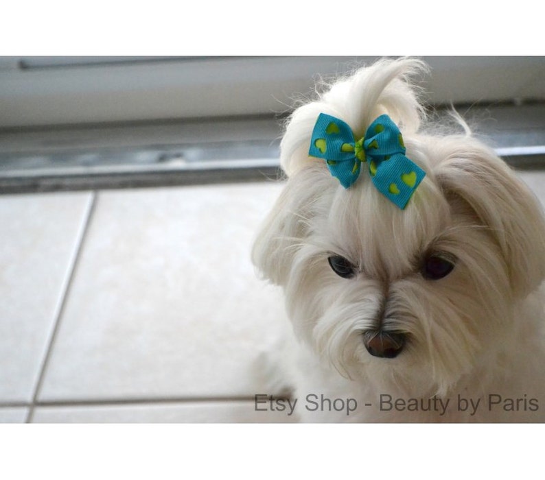 Blue Bright Heart Dog Bow