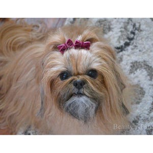 May include: A small, light brown dog with long fur, wearing a burgundy bow on its head. The dog is looking directly at the camera.