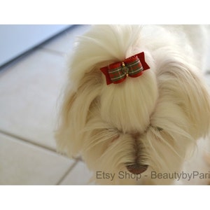 May include: A white dog with a red and green plaid bow tied in its fur.