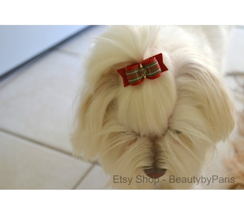 May include: A white dog with a red and green plaid bow tied in its fur.
